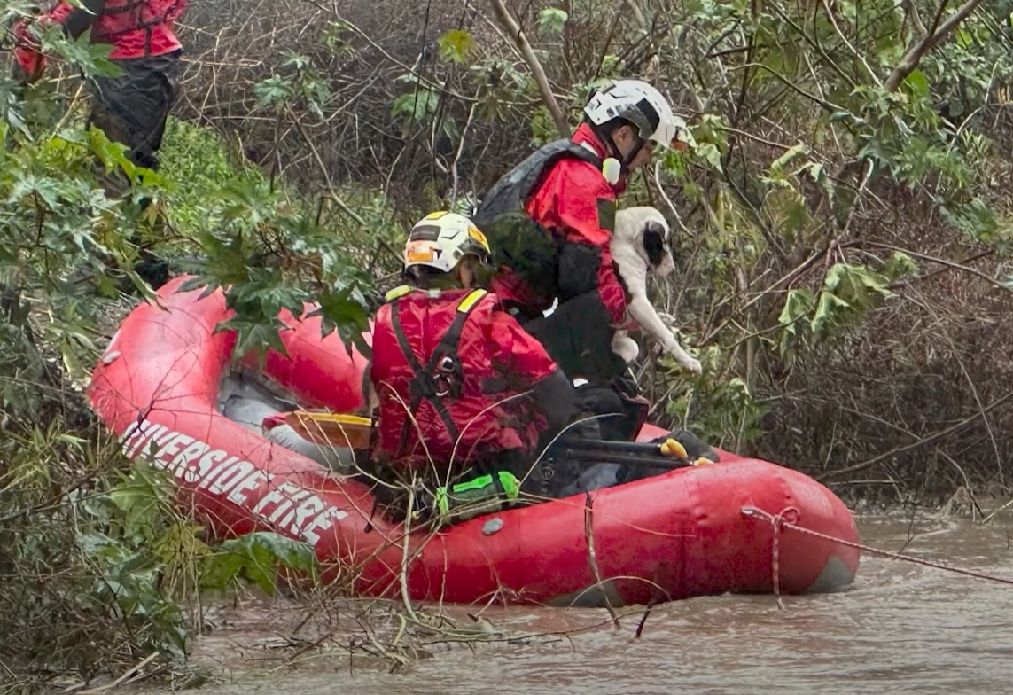 Swift water rescue team saving a dog.