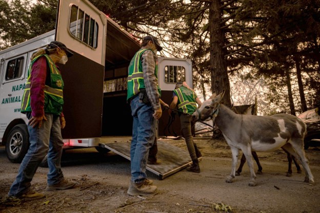 Moving livestock cart in Napa