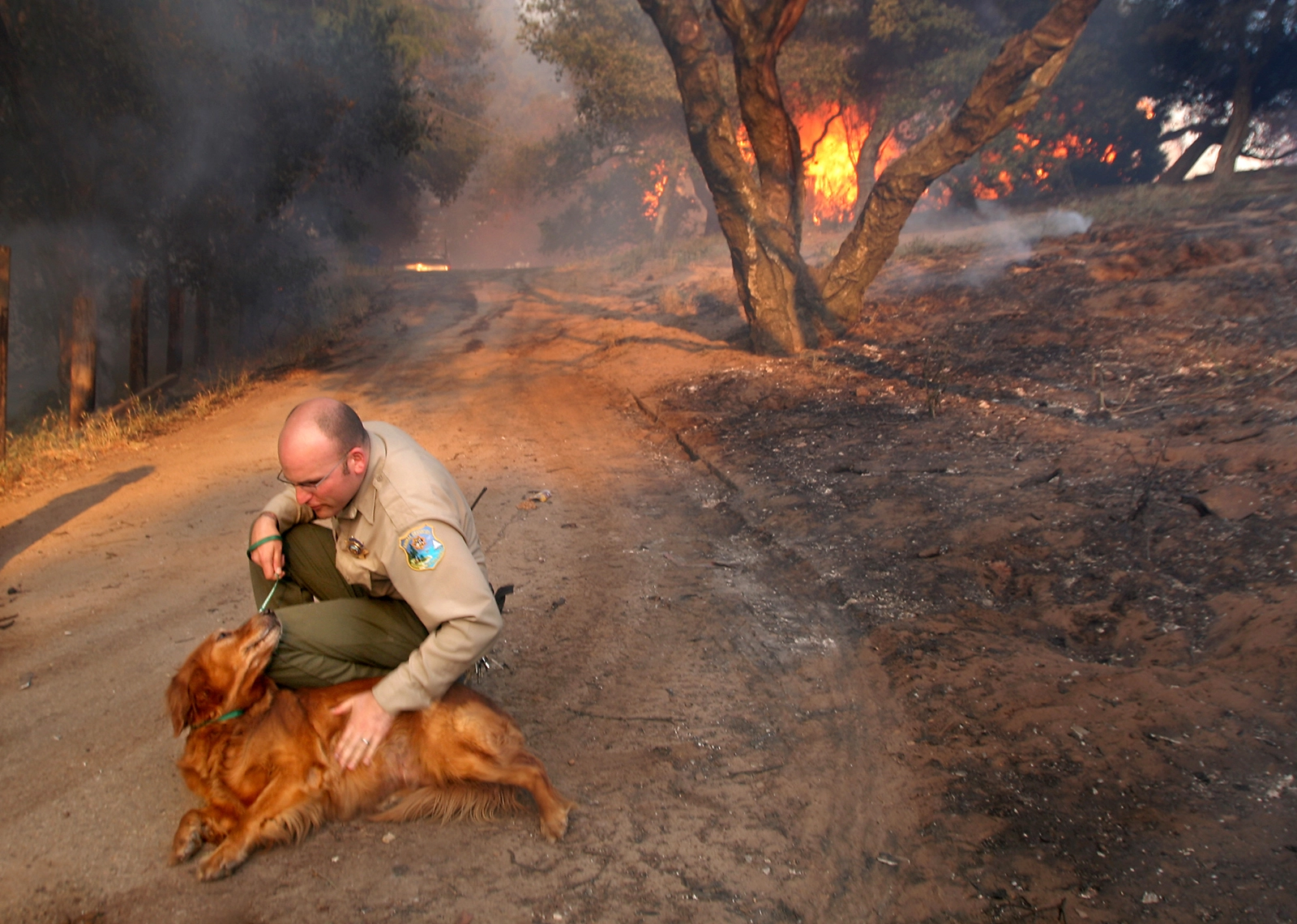 Ranger supporting lost dog during fire