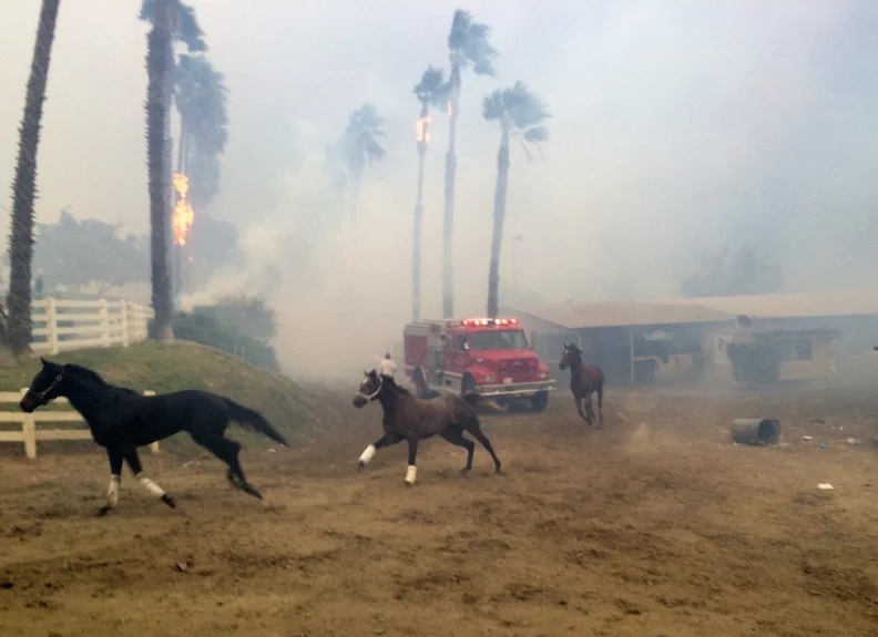 Horses Running from Wildfire