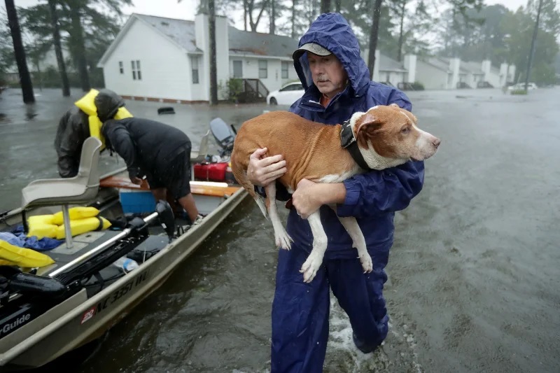 Volunteer Rescues Dog