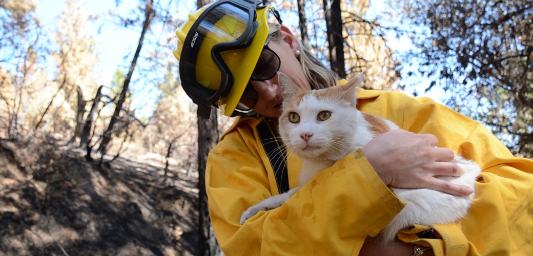 APSCA - Cat Rescue