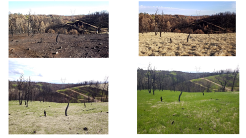 Photos from an HMGP-funded slope stabilization project, shows a slope before and after erosion control measures were implemented.